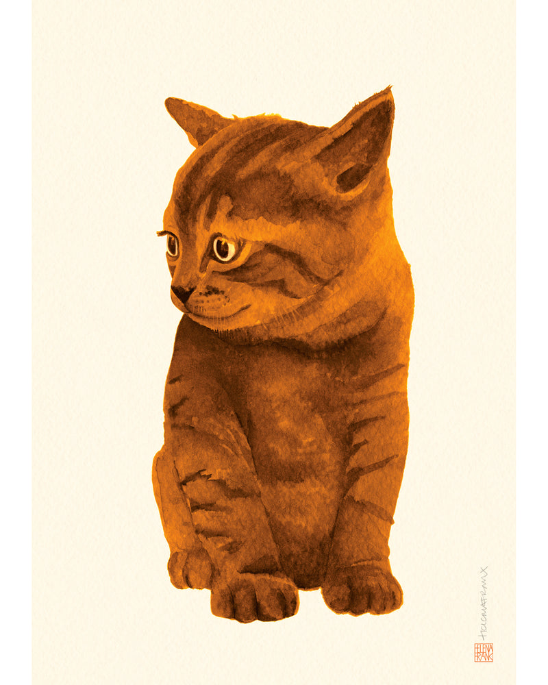 Helena Frank Orange Kitten