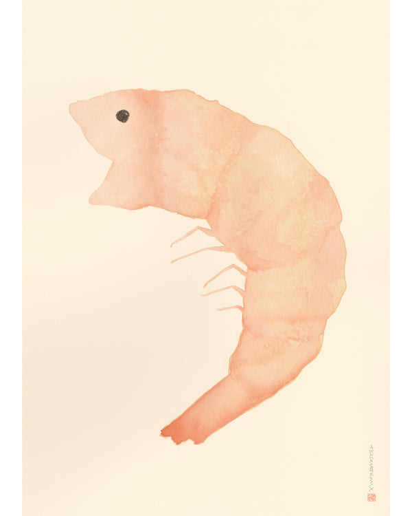 Helena Frank Shrimpy illustration